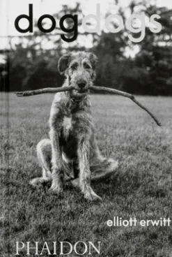 DogDogs
